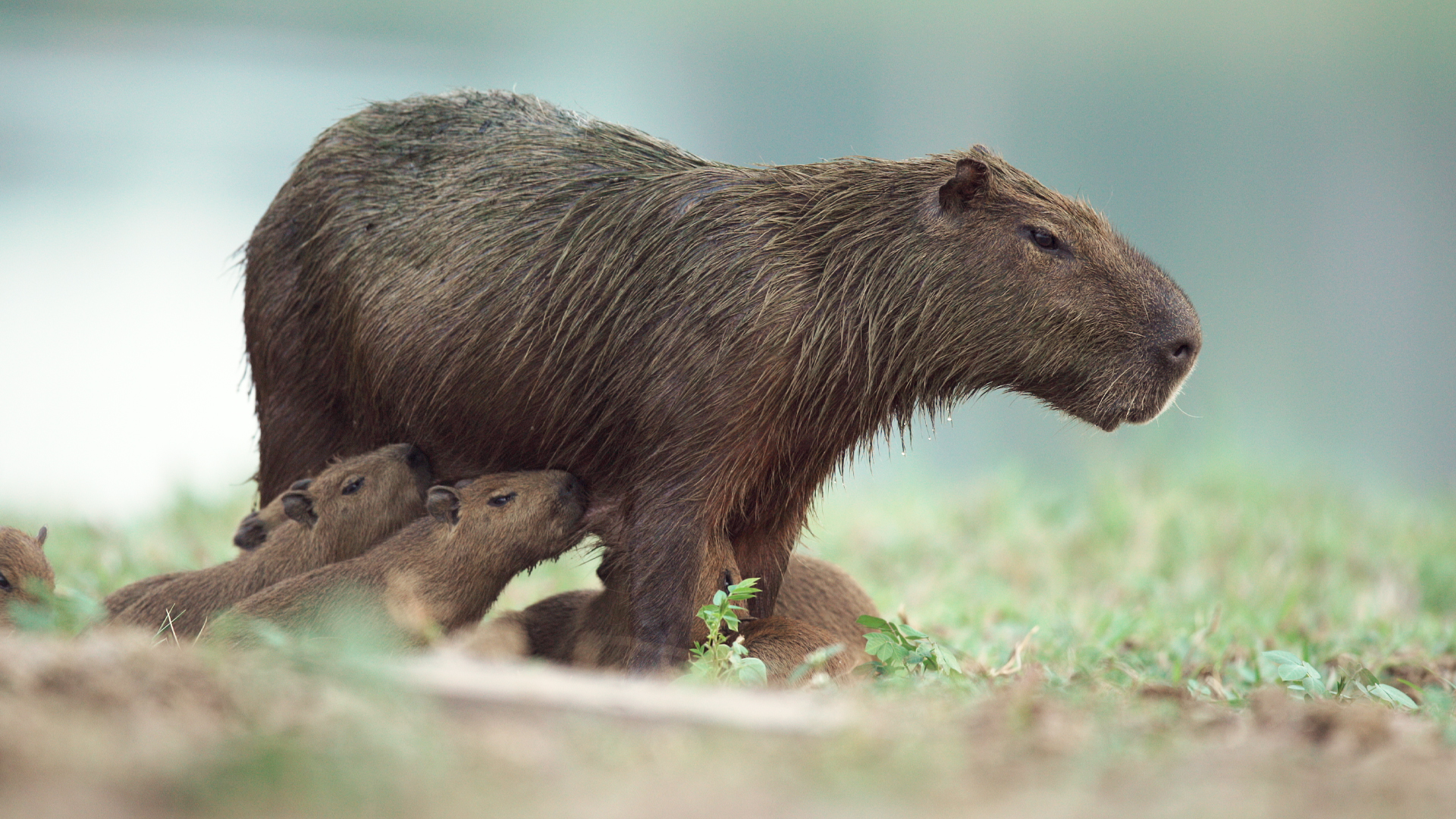 Brazil Untamed - E7 - Capybara's Pond