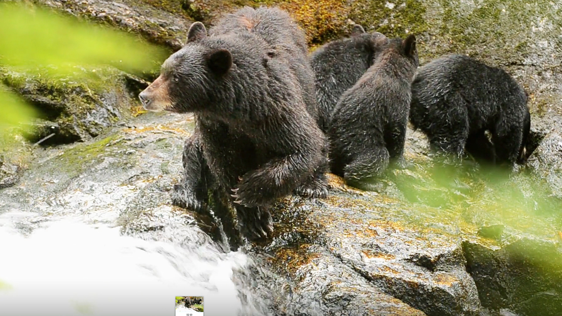 Canada Over the Edge: British Columbia - S2E38 - Great Bear Rainforest