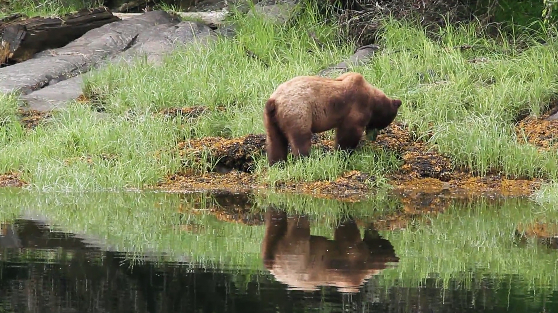 Canada Over the Edge: British Columbia - S2E42 - Khatzeymateen Grizzly