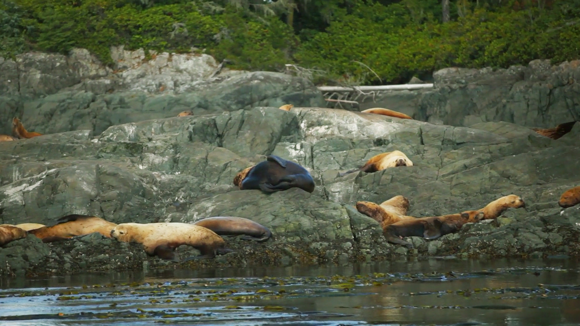 Canada Over the Edge: British Columbia - S2E10 - Telegraph Cove