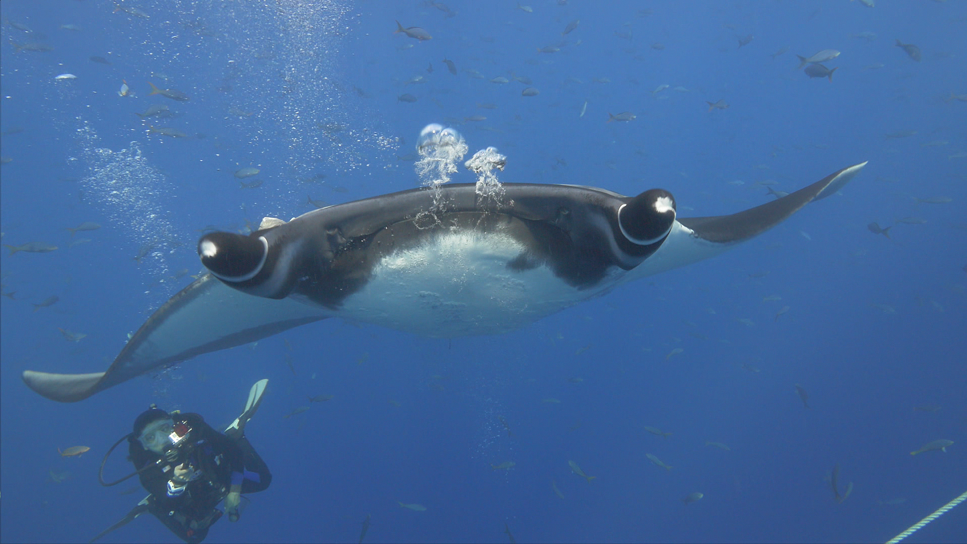 Great Blue Wild - E1 - Cocos Island, Costa Rica