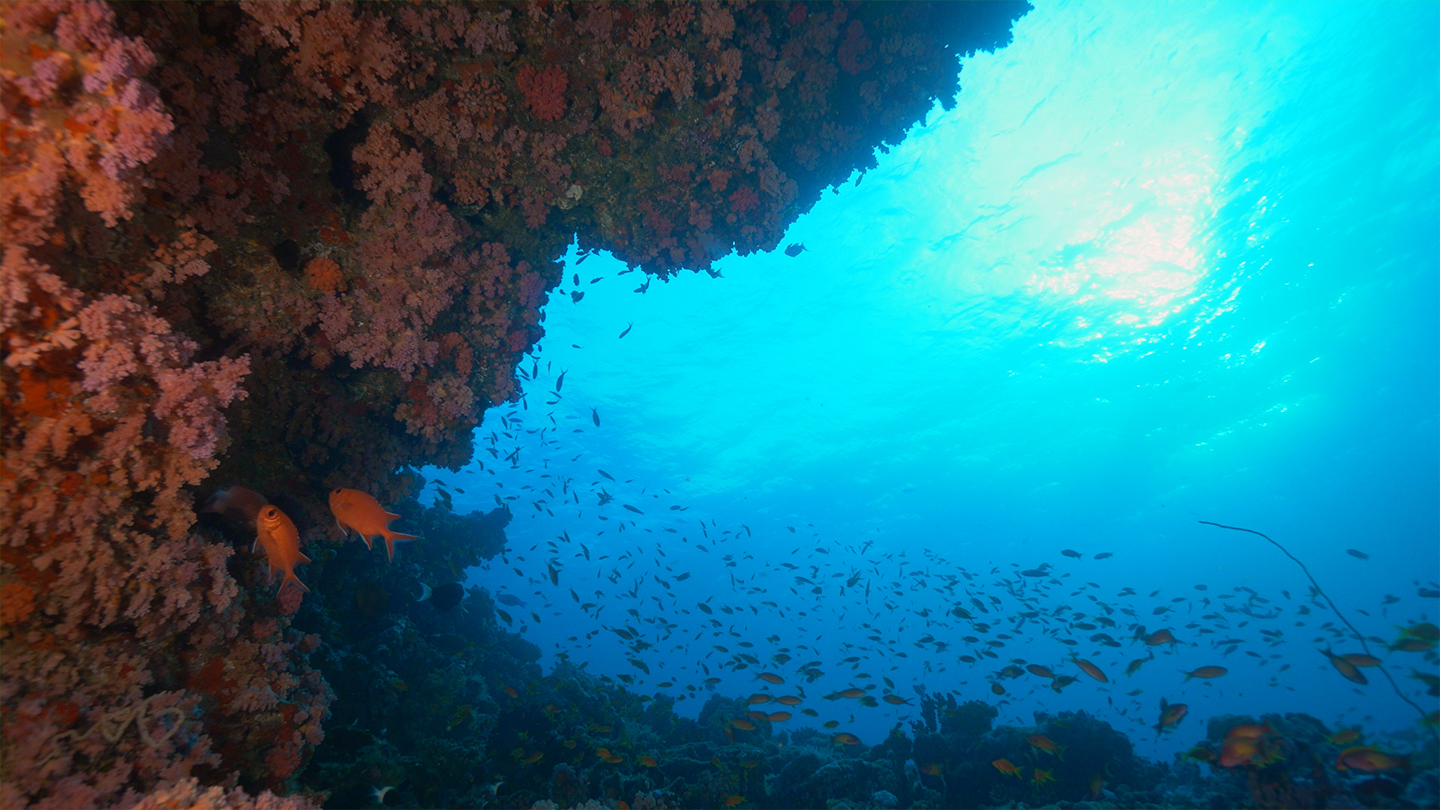 Great Blue Wild - S2E7 - Maldives