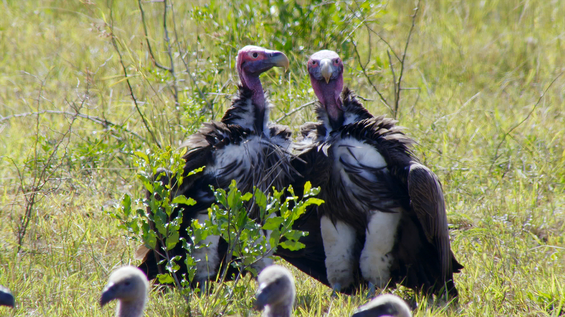 Great Parks of Africa - E3 - Isimangaliso The Miracle