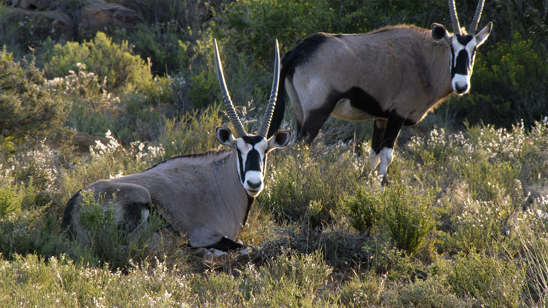 Great Parks of Africa - E4 - Karoo National Park