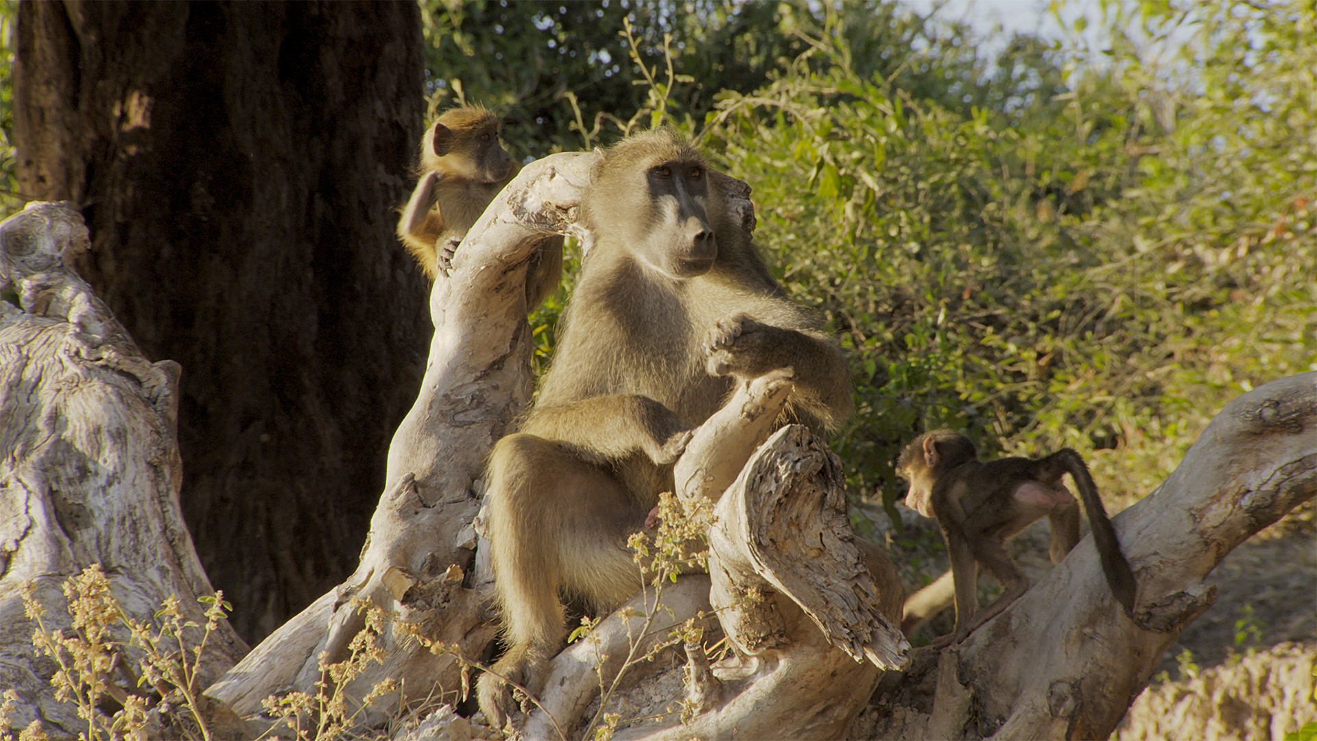 Great Parks of Africa - E6 - Chobe Land of Learning