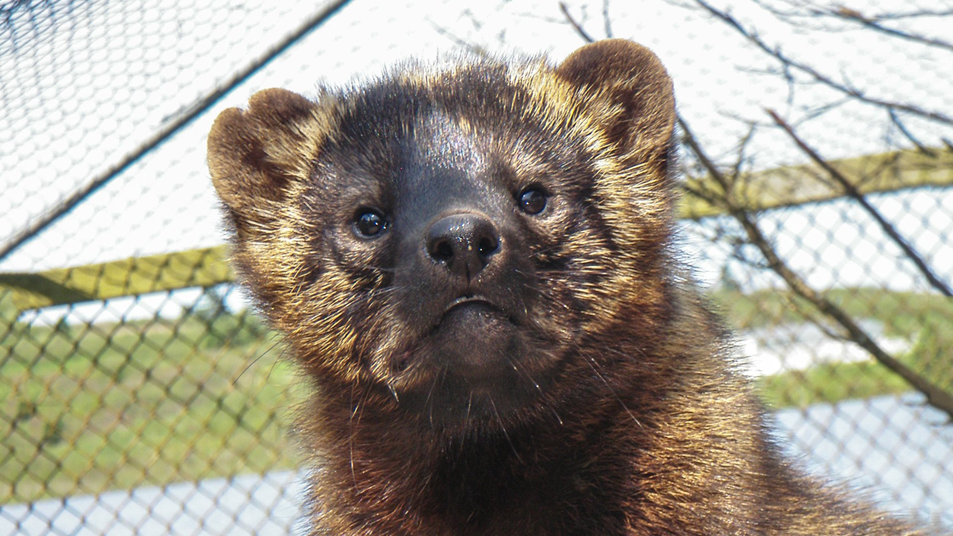 Hope for Wildlife - S4E4 - Bear Necessities