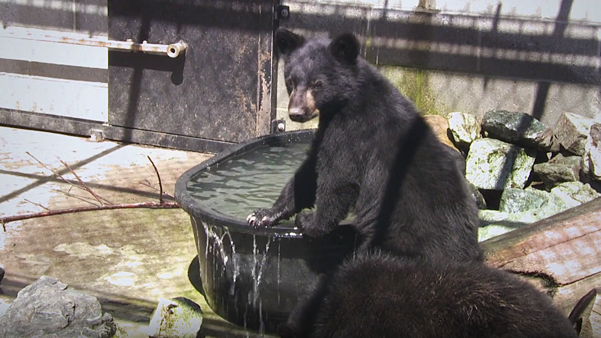 Hope for Wildlife - S3E2 - Bears