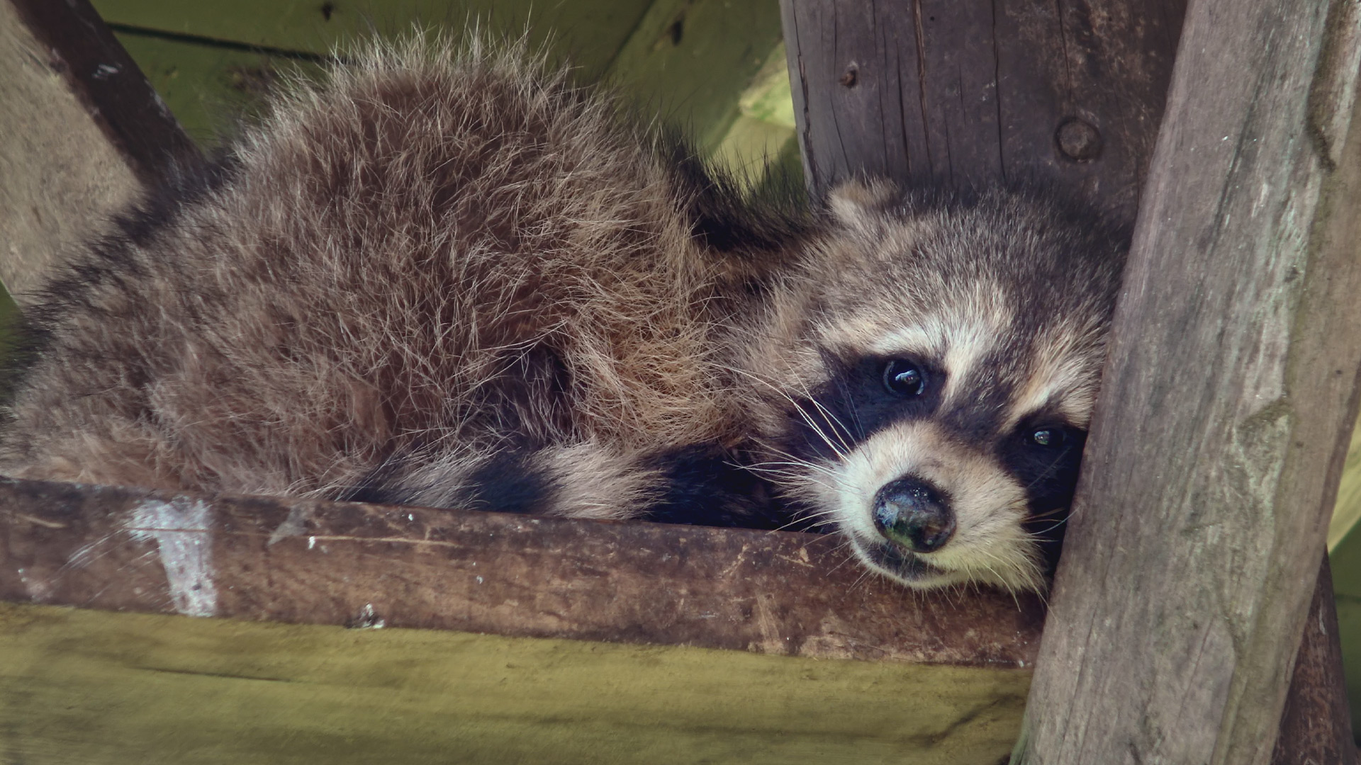 Hope for Wildlife - S10E5 - A Raccoon, A Ring & Four Rescues