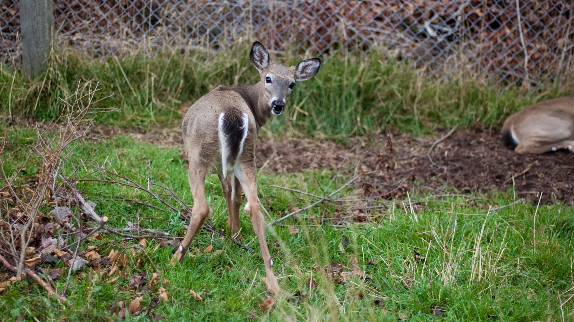 Hope for Wildlife - S2E4 - Deer Friends