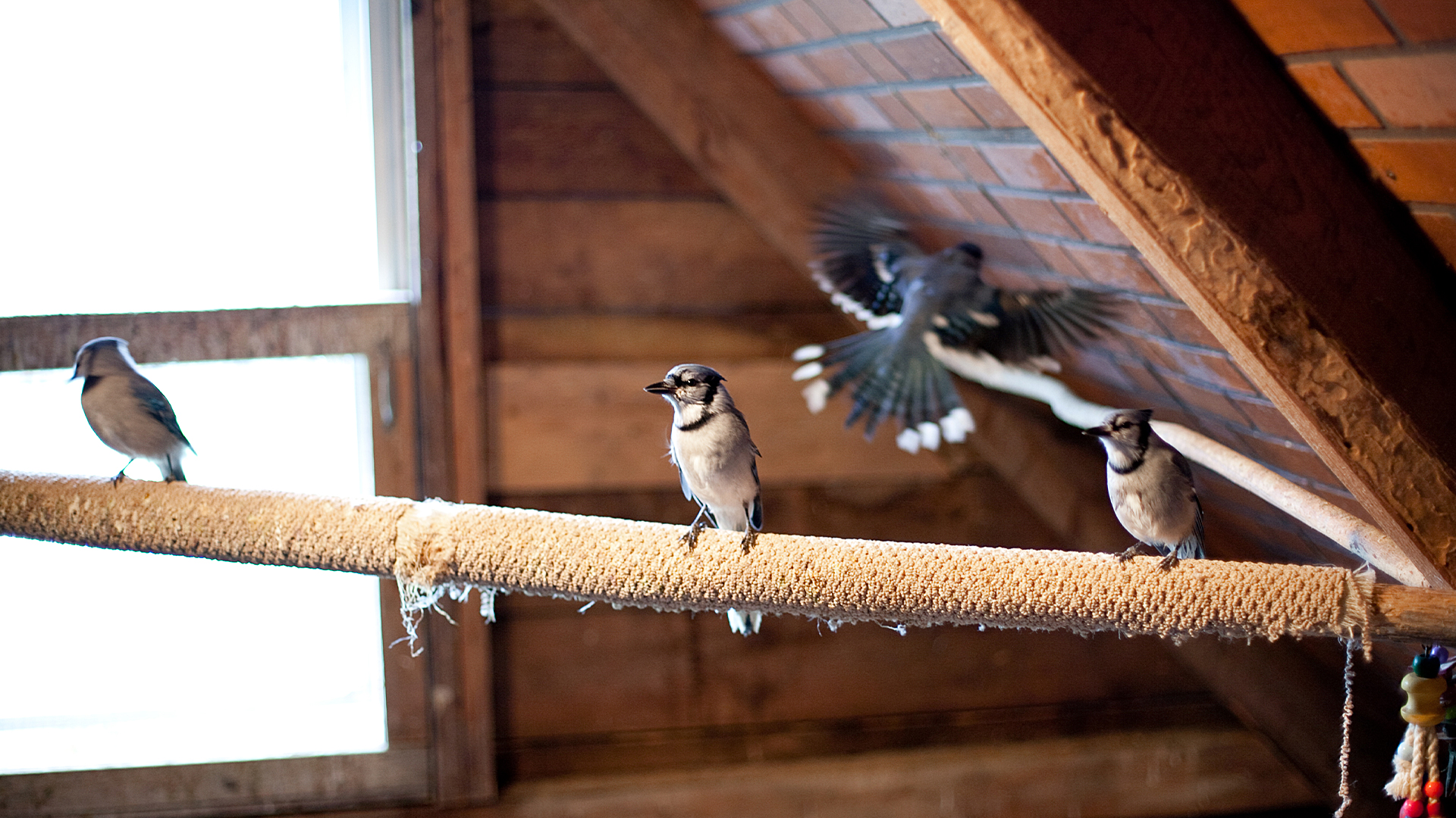 Hope for Wildlife - S2E8 - Of Beaks and Buckshot