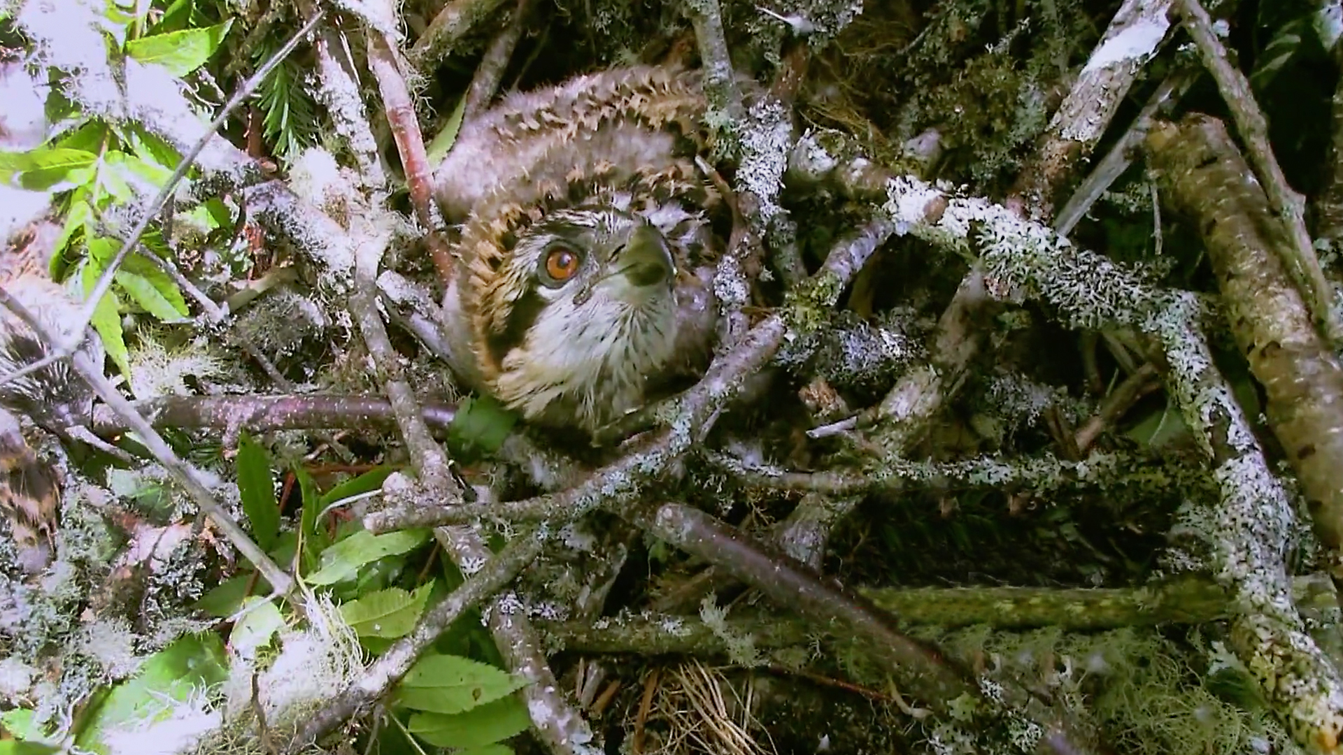 Hope for Wildlife - S6E7 - Batten Down the Hatches