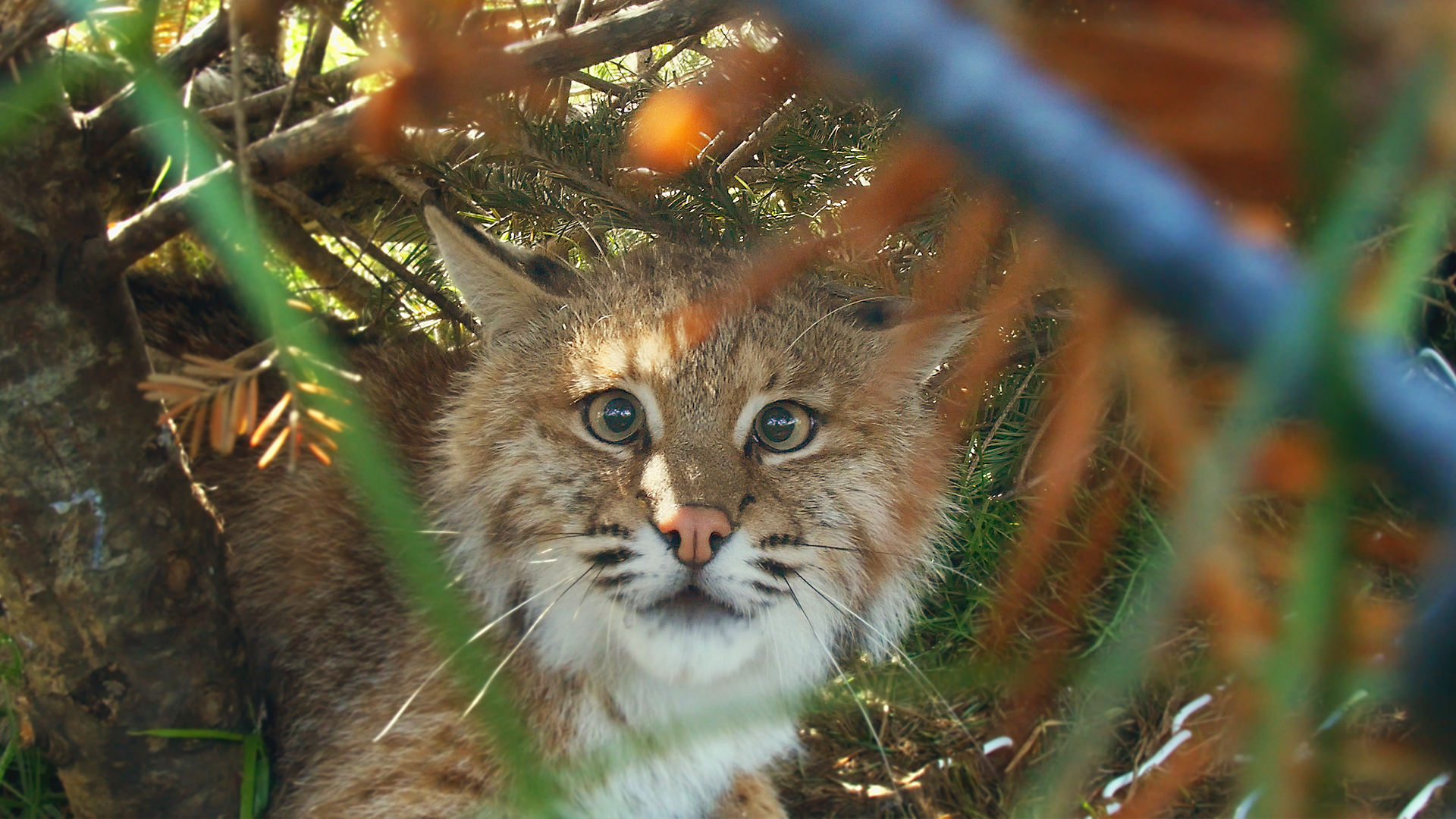 Hope for Wildlife - S7E6 - Catch and Release