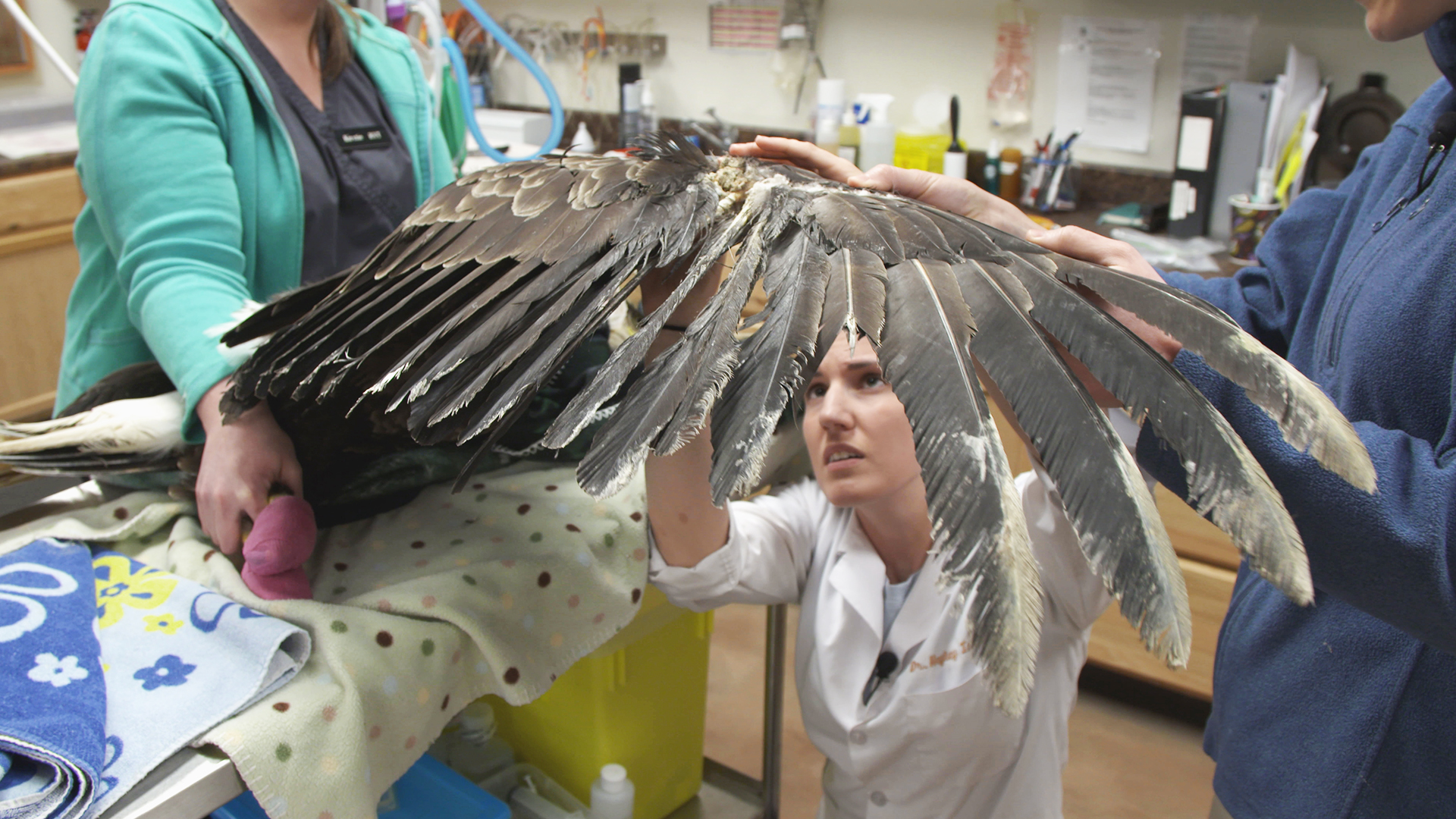 Hope for Wildlife - S8E8 - Eagle Has Flown