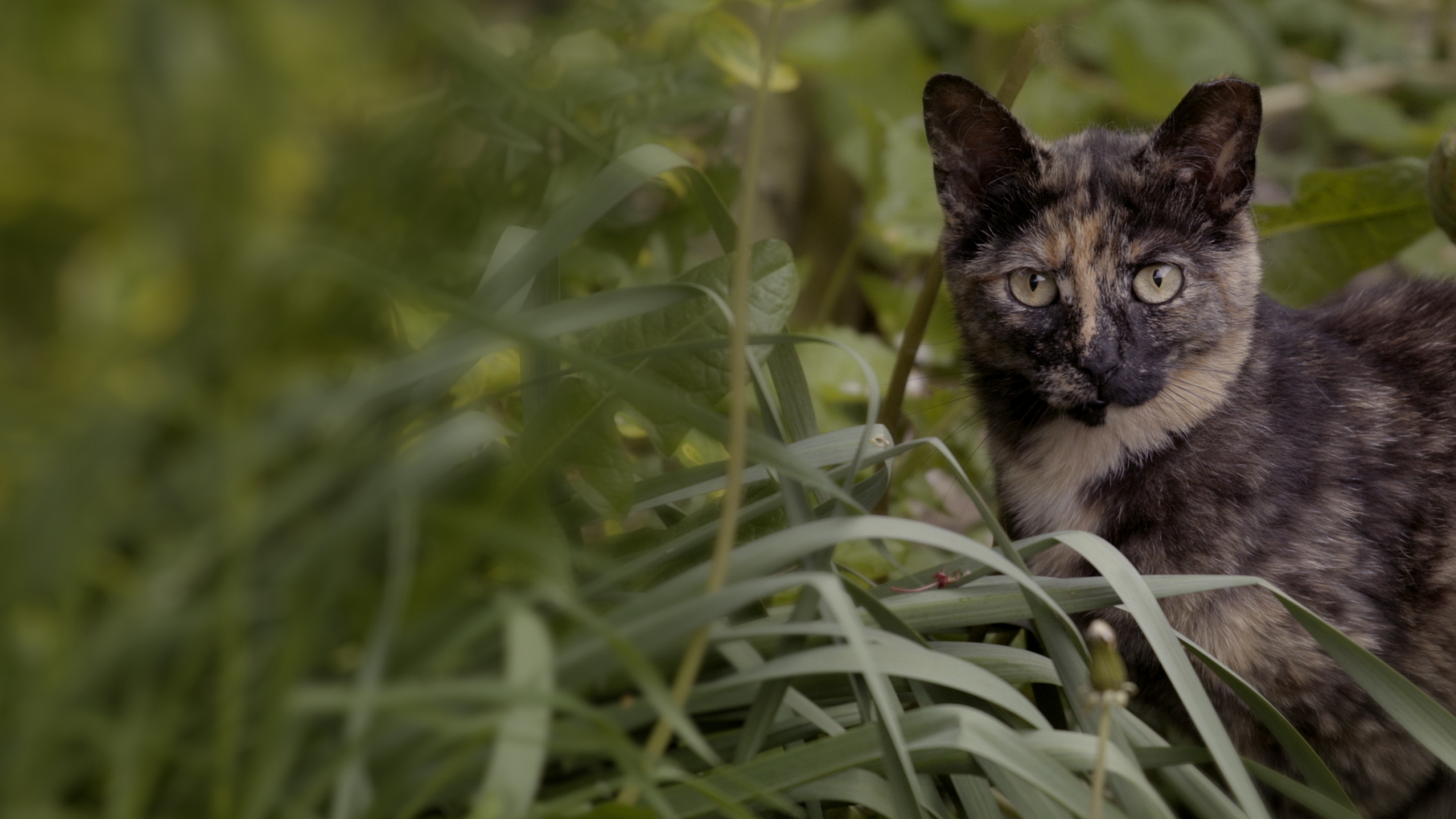 Running Wild:  The Cats of Cornwall