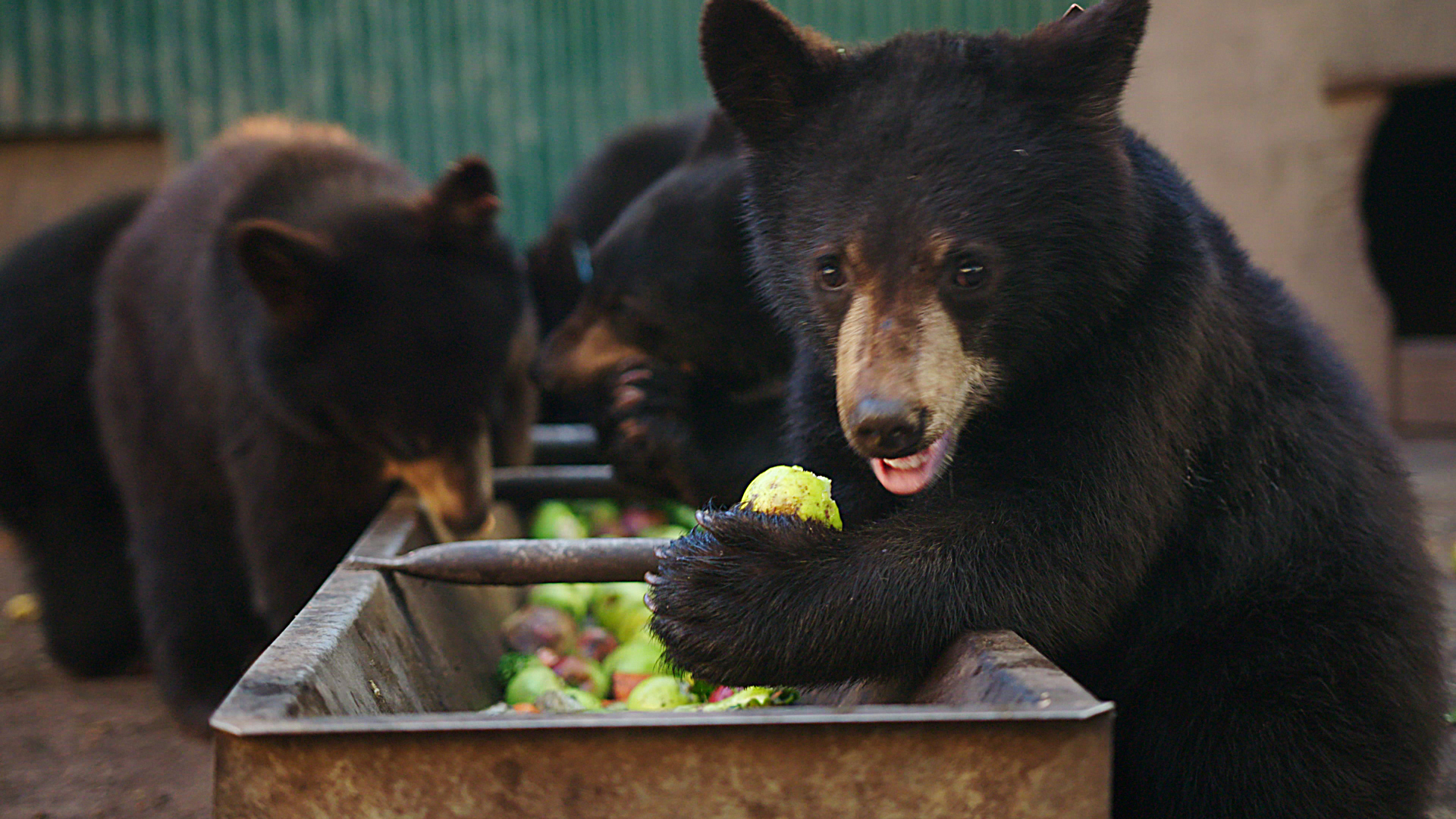 Hungry Bears