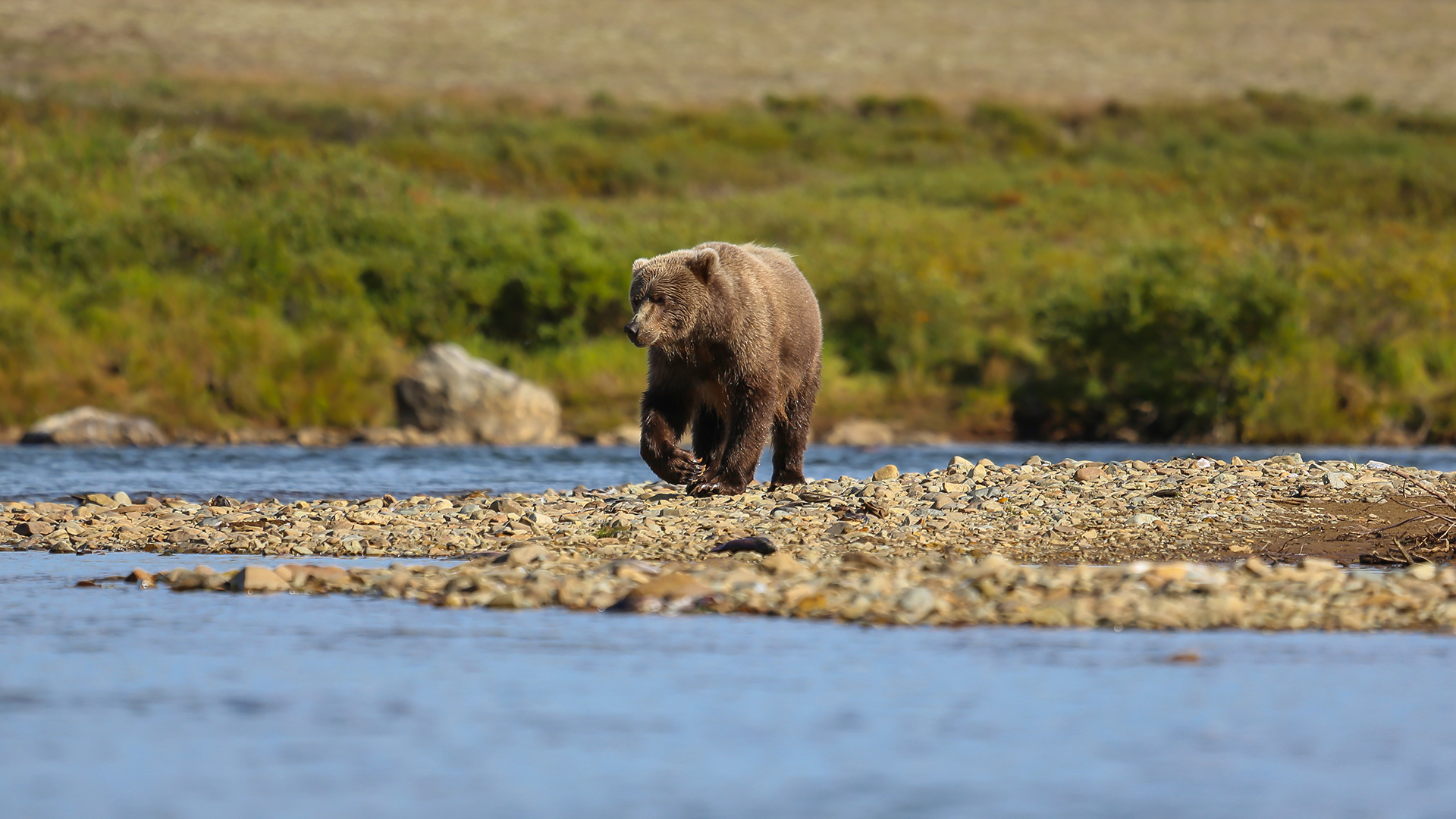 Grizzlies!