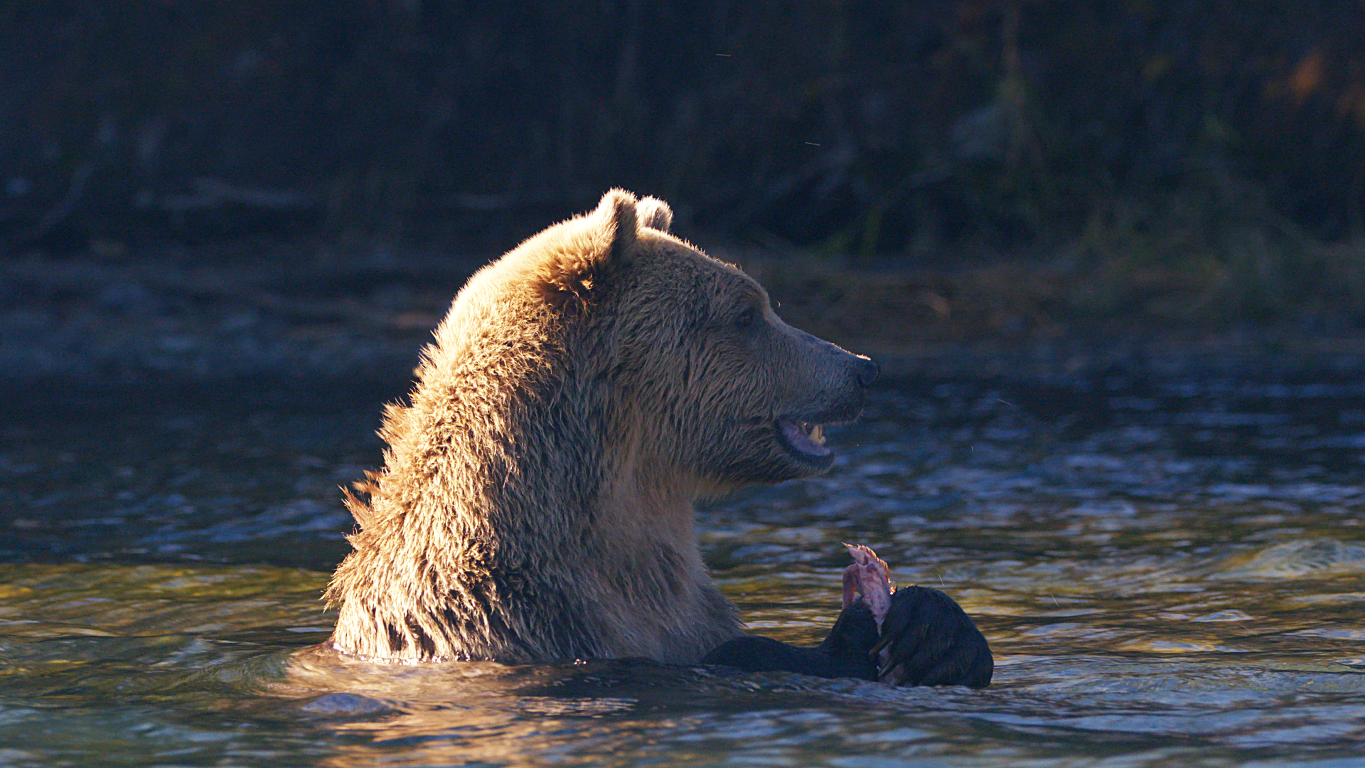 Wild Bear Rescue - E2 - A Taste of Freedom