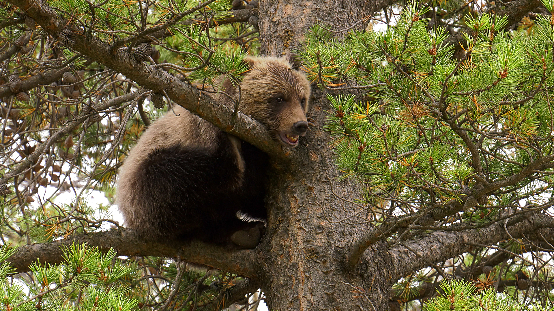 Wild Bear Rescue - E4 - Cub Trauma