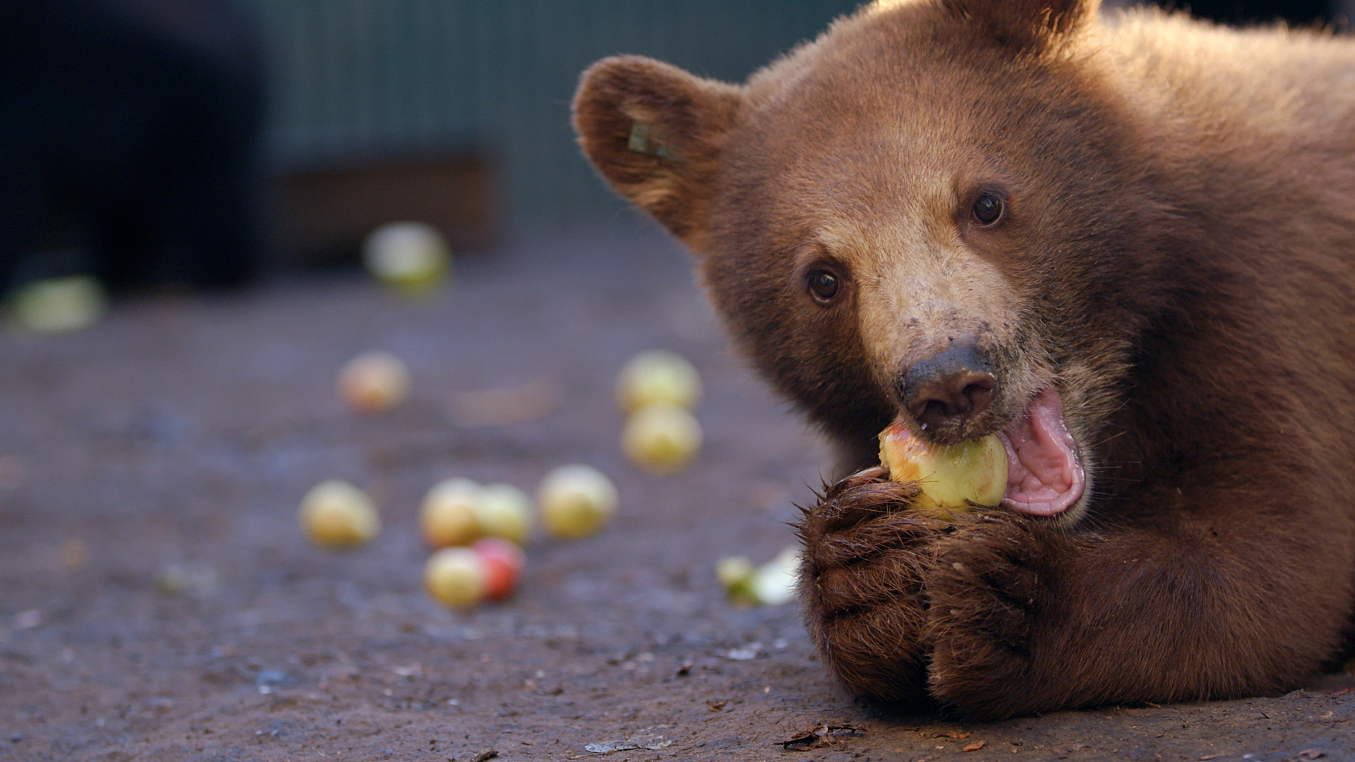 Wild Bear Rescue - E5 - Bearly Ready