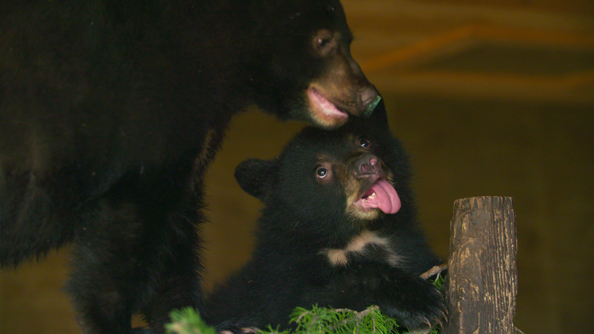 Wild Bear Rescue - S2E10 - Family Reunions