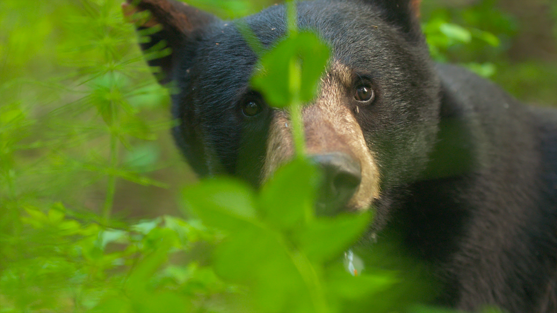 Wild Bear Rescue - S2E7 - Wasabi Goes Home