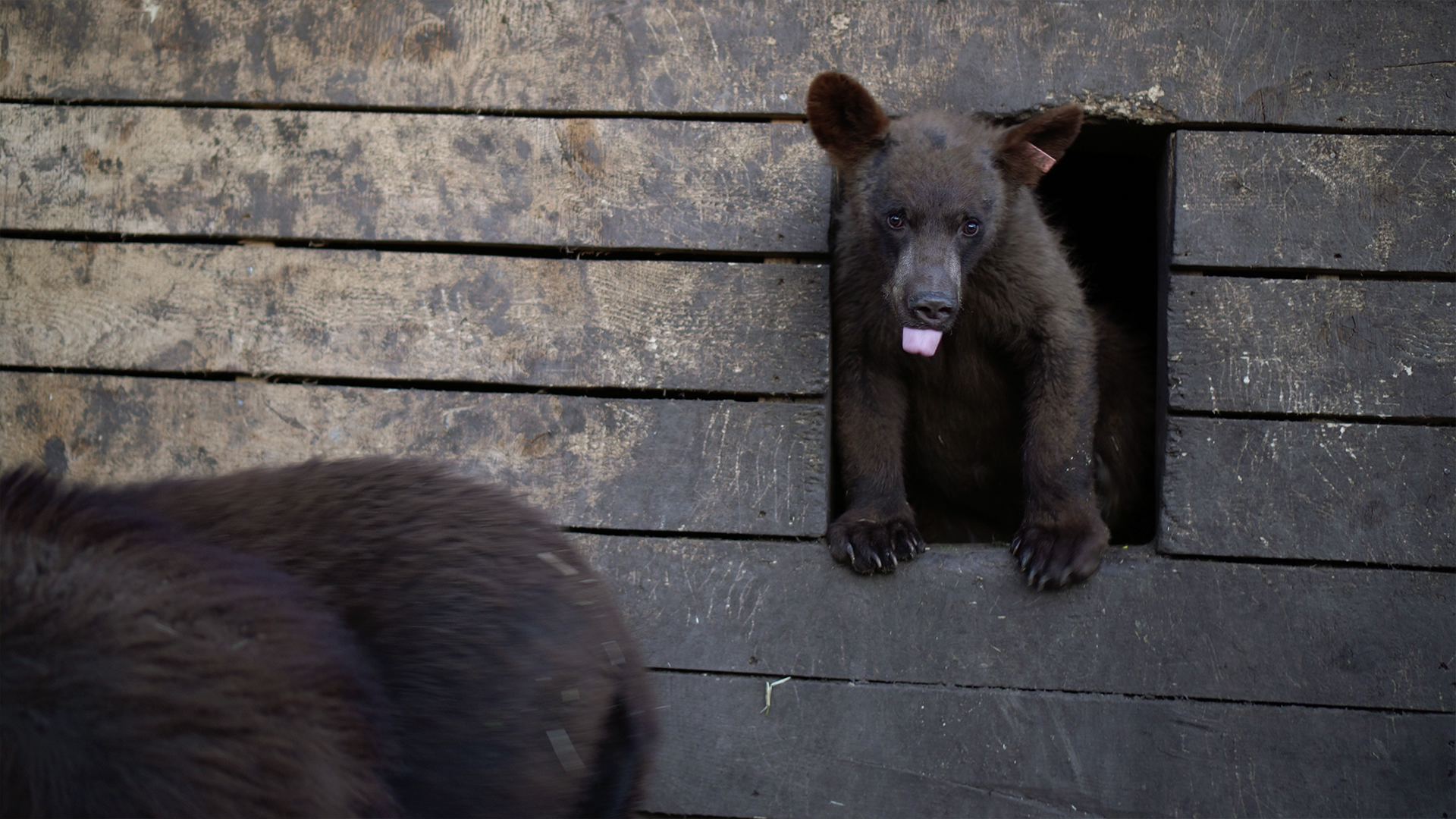 Wild Bear Rescue - S2E8 - Helter Shelter