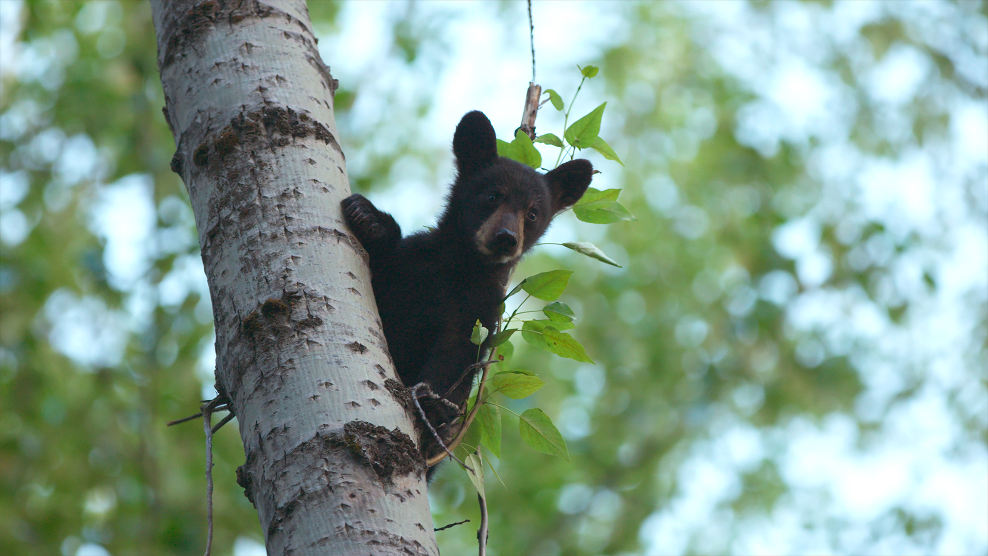 Wild Bear Rescue - S2E9 - Chasing Cubs