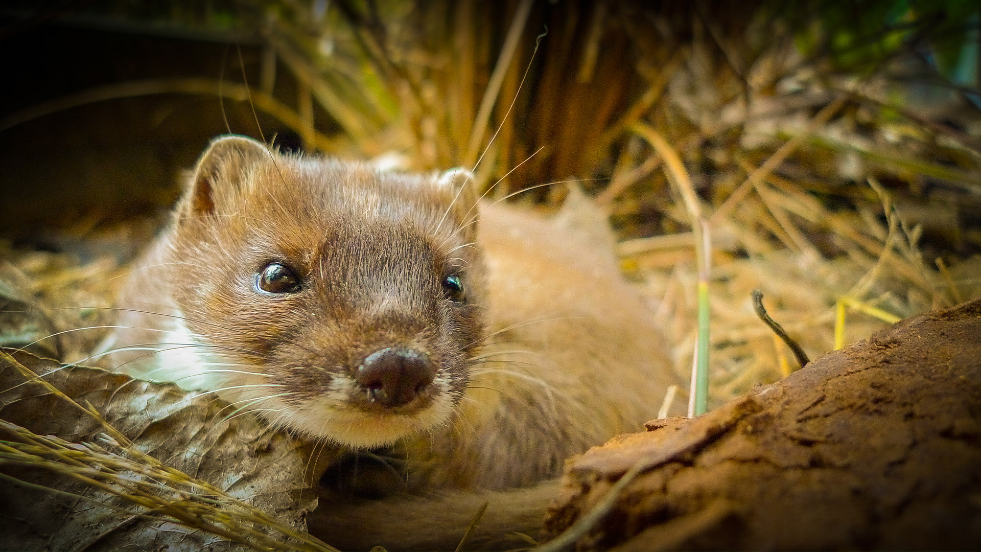 Wild New Zealand - E3 - New Arrivals