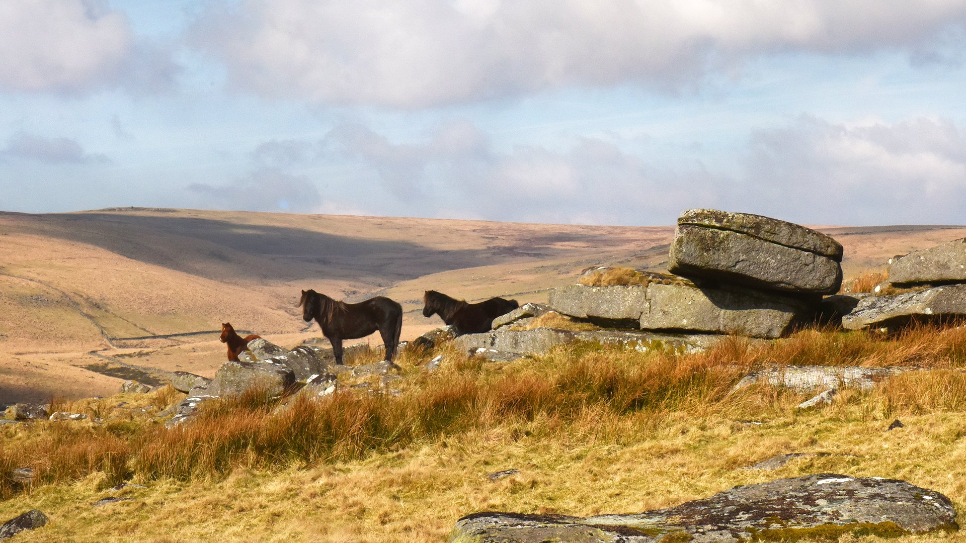 Wilderness Walks with Ray Mears - E1 - Dartmoor