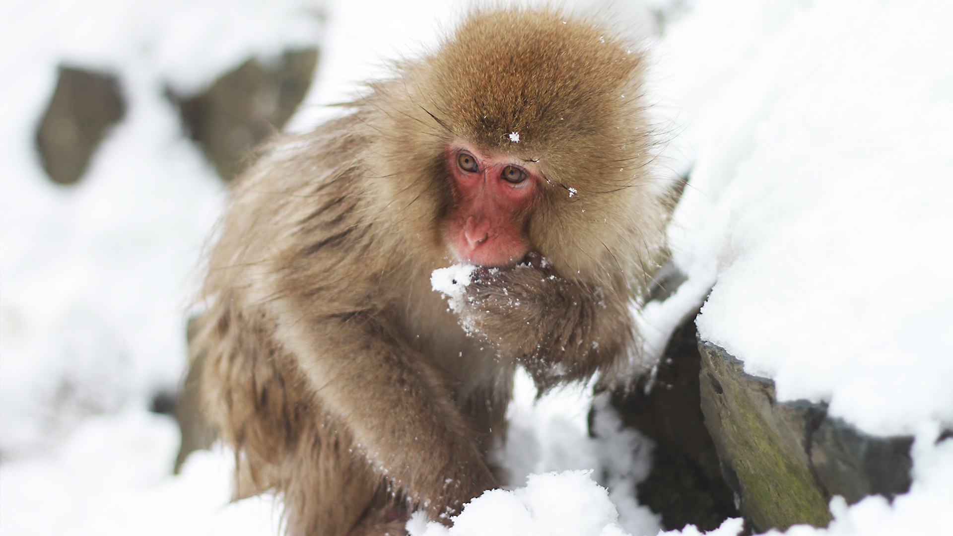 Wildest Islands - S2E1 - Japan: Islands of Extremes