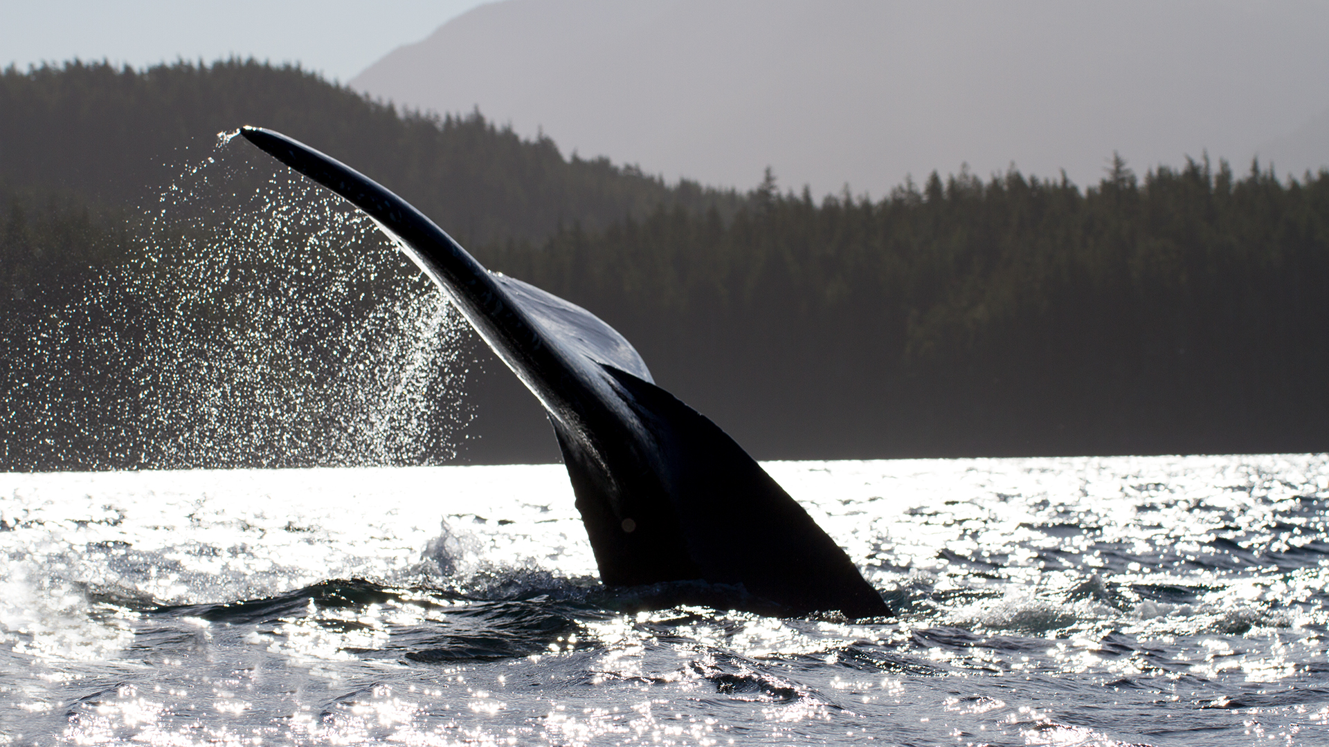 Wildest Islands - S2E3 - Vancouver Island: Rivers of Life